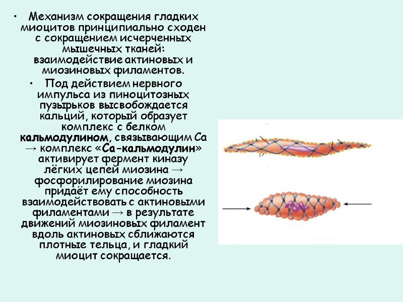 Механизм сокращения гладких миоцитов принципиально сходен с сокращением исчерченных мышечных тканей: взаимодействие актиновых и